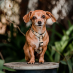 Arnés para perro en H Petlounge - Sunshine L/XL - Imagen 2
