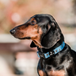 Collar perro Petlounge - Bumblebee XS/S - Imagen 2