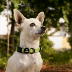Collar perro Petlounge - Chic Green XS/S - Imagen 2