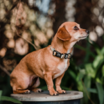 Collar perro Petlounge - Sunshine M - Imagen 2