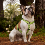 Arnés para perro en H - Chic Green L/XL - Imagen 2