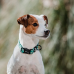 Collar Perro Petlounge - Cocodream L/XL - Imagen 2