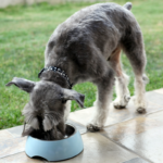 Plato para mascotas acero inox y melamina S - Imagen 2